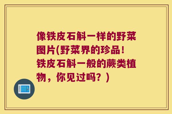 像铁皮石斛一样的野菜图片(野菜界的珍品！铁皮石斛一般的蕨类植物，你见过吗？)