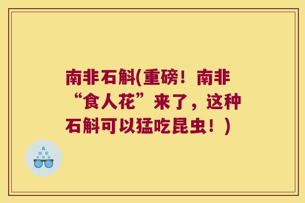 南非石斛(重磅!南非“食人花”来了,这种石斛可以猛吃昆虫!) 南非石斛(重磅!南非“食人花”来了,这种石斛可以猛吃昆虫!)