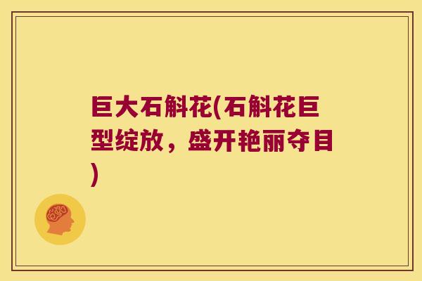 巨大石斛花(石斛花巨型绽放,盛开艳丽夺目) 巨大石斛花(石斛花巨型绽放,盛开艳丽夺目)