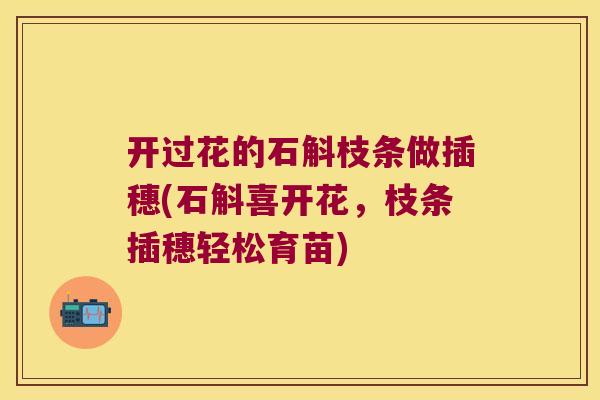 开过花的石斛枝条做插穗(石斛喜开花，枝条插穗轻松育苗)