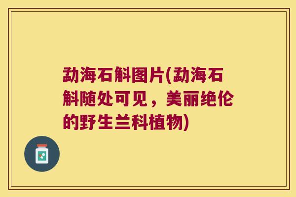勐海石斛图片(勐海石斛随处可见，美丽绝伦的野生兰科植物)