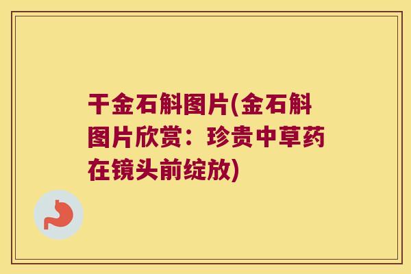 干金石斛图片(金石斛图片欣赏：珍贵中草药在镜头前绽放)