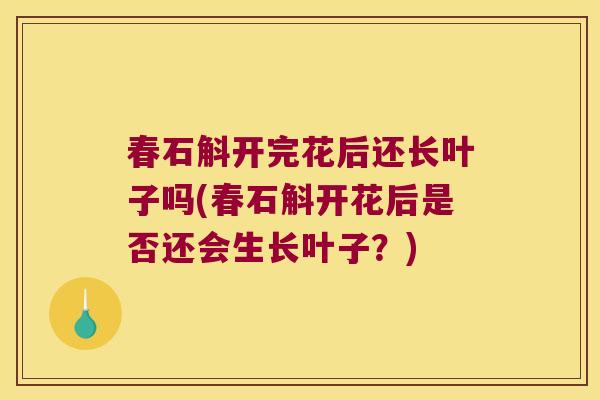 春石斛开完花后还长叶子吗(春石斛开花后是否还会生长叶子?) 春石斛开完花后还长叶子吗(春石斛开花后是否还会生长叶子?)