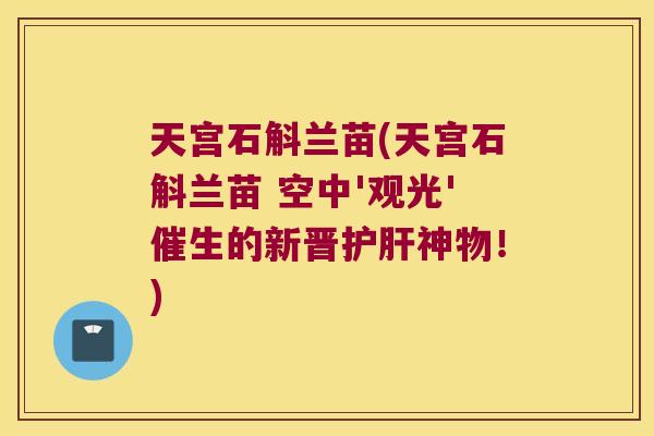 天宫石斛兰苗(天宫石斛兰苗 空中'观光'催生的新晋护肝神物！)