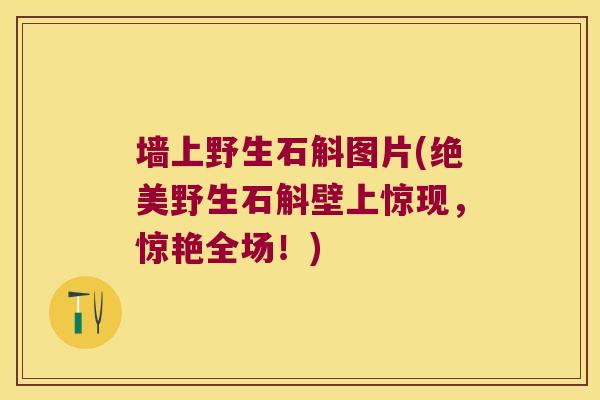 墙上野生石斛图片(绝美野生石斛壁上惊现，惊艳全场！)