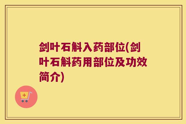 剑叶石斛入药部位(剑叶石斛药用部位及功效简介)