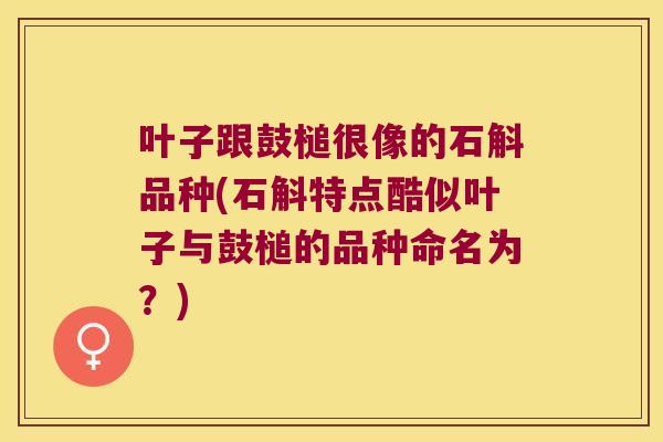 叶子跟鼓槌很像的石斛品种(石斛特点酷似叶子与鼓槌的品种命名为？)