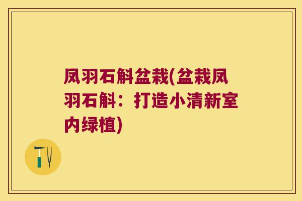 凤羽石斛盆栽(盆栽凤羽石斛：打造小清新室内绿植)