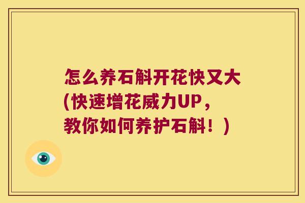 怎么养石斛开花快又大(快速增花威力UP，教你如何养护石斛！)