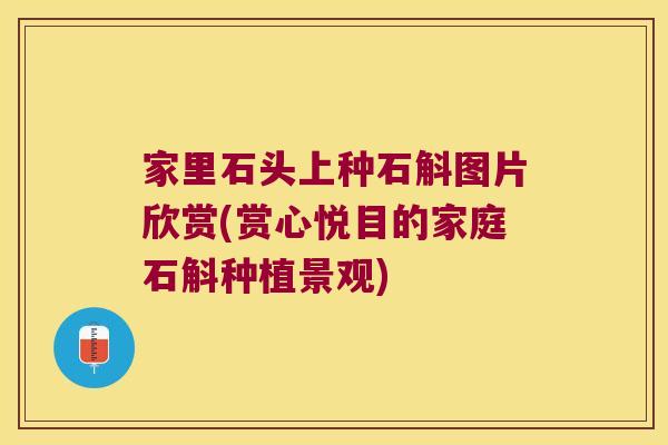 家里石头上种石斛图片欣赏(赏心悦目的家庭石斛种植景观)