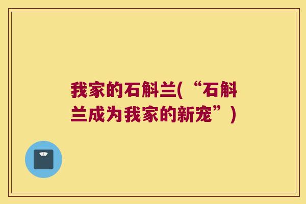 我家的石斛兰(“石斛兰成为我家的新宠”) 我家的石斛兰(“石斛兰成为我家的新宠”)