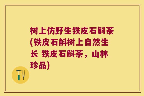 树上仿野生铁皮石斛茶(铁皮石斛树上自然生长 铁皮石斛茶，山林珍品)