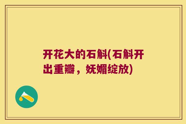 开花大的石斛(石斛开出重瓣,妩媚绽放) 开花大的石斛(石斛开出重瓣,妩媚绽放)