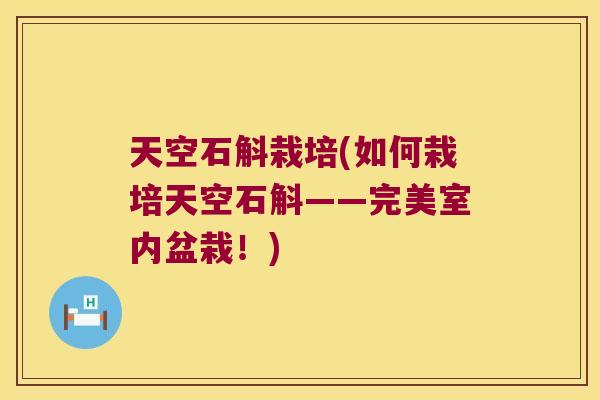 天空石斛栽培(如何栽培天空石斛——完美室内盆栽！)
