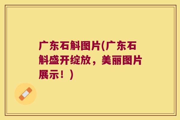 广东石斛图片(广东石斛盛开绽放，美丽图片展示！)