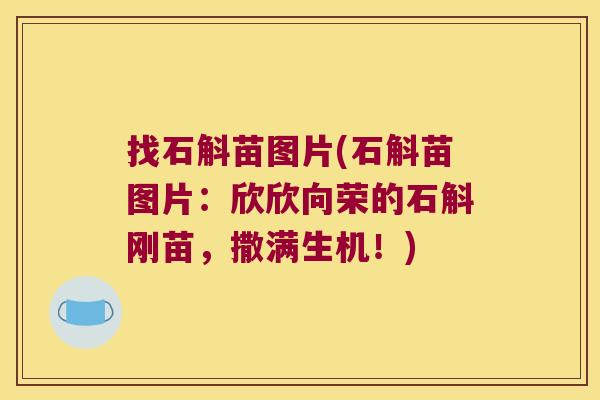 找石斛苗图片(石斛苗图片：欣欣向荣的石斛刚苗，撒满生机！)