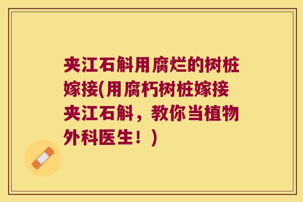 夹江石斛用腐烂的树桩嫁接(用腐朽树桩嫁接夹江石斛，教你当植物外科医生！)