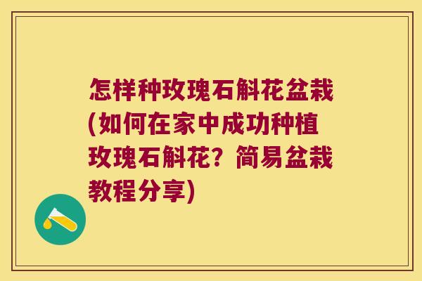 怎样种玫瑰石斛花盆栽(如何在家中成功种植玫瑰石斛花？简易盆栽教程分享)
