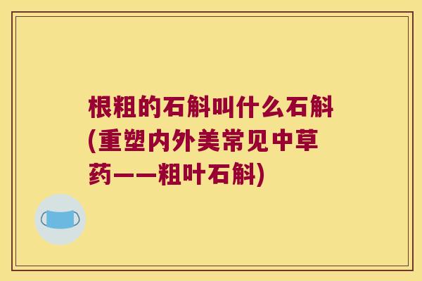 根粗的石斛叫什么石斛(重塑内外美常见中草药——粗叶石斛)