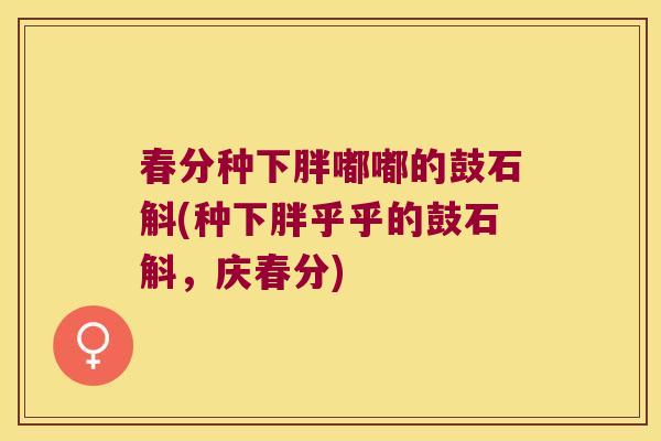 春分种下胖嘟嘟的鼓石斛(种下胖乎乎的鼓石斛，庆春分)