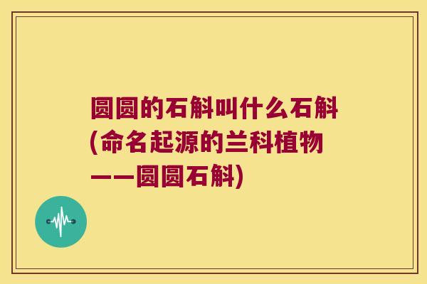 圆圆的石斛叫什么石斛(命名起源的兰科植物——圆圆石斛)