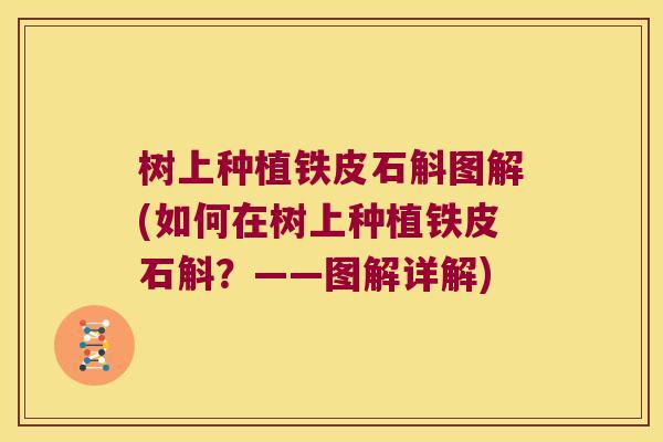 树上种植铁皮石斛图解(如何在树上种植铁皮石斛？——图解详解)