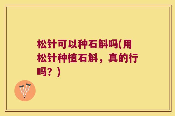 松针可以种石斛吗(用松针种植石斛，真的行吗？)
