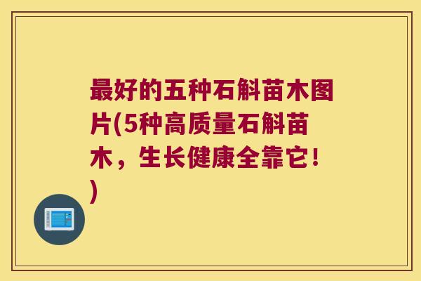 好的五种石斛苗木图片(5种高质量石斛苗木，生长健康全靠它！)