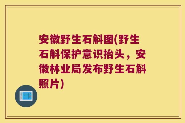 安徽野生石斛图(野生石斛保护意识抬头,安徽林业局发布野生石斛照片) 安徽野生石斛图(野生石斛保护意识抬头,安徽林业局发布野生石斛照片)