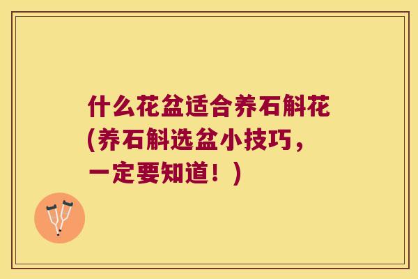 什么花盆适合养石斛花(养石斛选盆小技巧，一定要知道！)