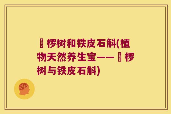 桲椤树和铁皮石斛(植物天然养生宝——桲椤树与铁皮石斛)