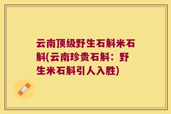 云南顶级野生石斛米石斛(云南珍贵石斛：野生米石斛引人入胜)