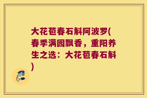 大花苞春石斛阿波罗(春季满园飘香，重阳养生之选：大花苞春石斛)