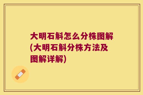 大明石斛怎么分株图解(大明石斛分株方法及图解详解) 大明石斛怎么分株图解(大明石斛分株方法及图解详解)