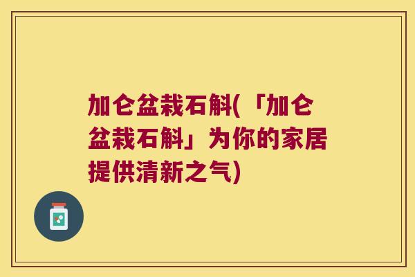加仑盆栽石斛(「加仑盆栽石斛」为你的家居提供清新之气)