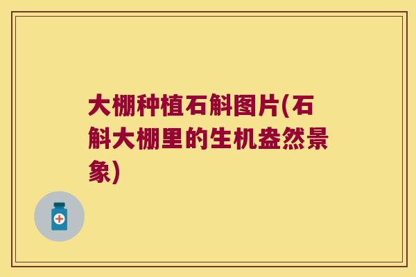 大棚种植石斛图片(石斛大棚里的生机盎然景象) 大棚种植石斛图片(石斛大棚里的生机盎然景象)