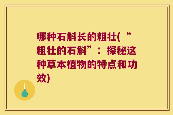 哪种石斛长的粗壮(“粗壮的石斛”：探秘这种草本植物的特点和功效)