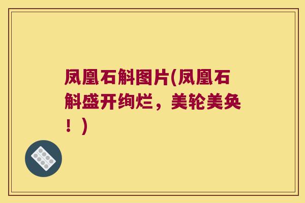 凤凰石斛图片(凤凰石斛盛开绚烂，美轮美奂！)