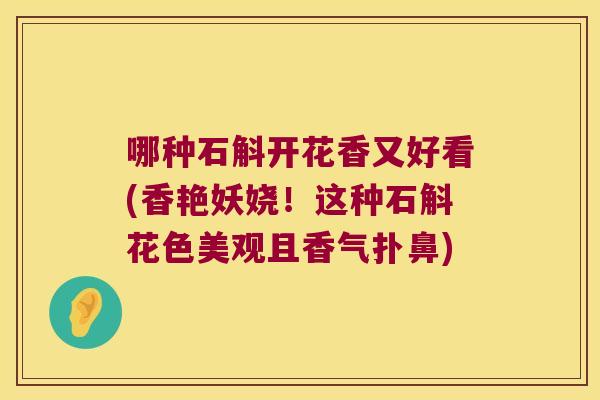 哪种石斛开花香又好看(香艳妖娆！这种石斛花色美观且香气扑鼻)