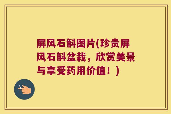 屏风石斛图片(珍贵屏风石斛盆栽，欣赏美景与享受药用价值！)
