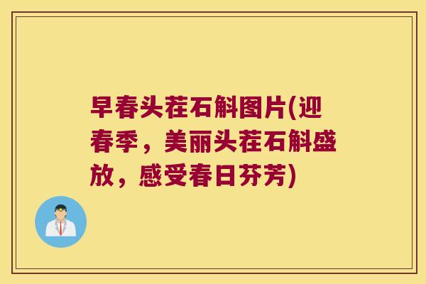 早春头茬石斛图片(迎春季，美丽头茬石斛盛放，感受春日芬芳)