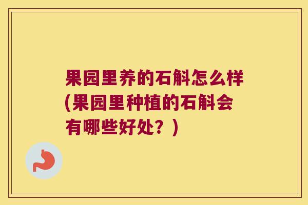 果园里养的石斛怎么样(果园里种植的石斛会有哪些好处？)
