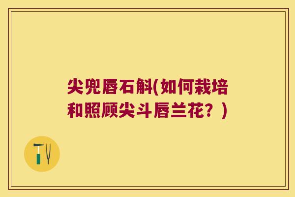 尖兜唇石斛(如何栽培和照顾尖斗唇兰花？)