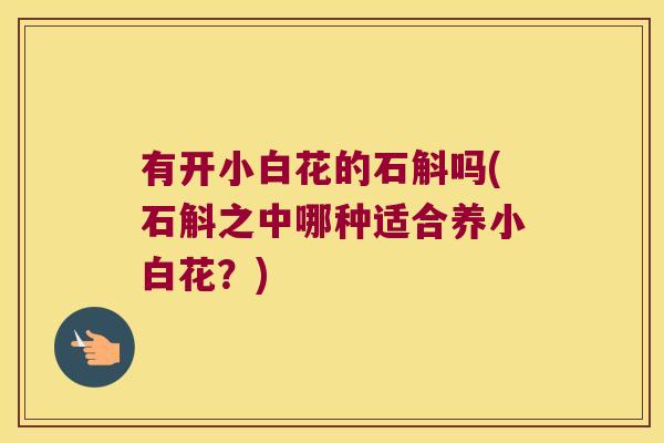 有开小白花的石斛吗(石斛之中哪种适合养小白花？)