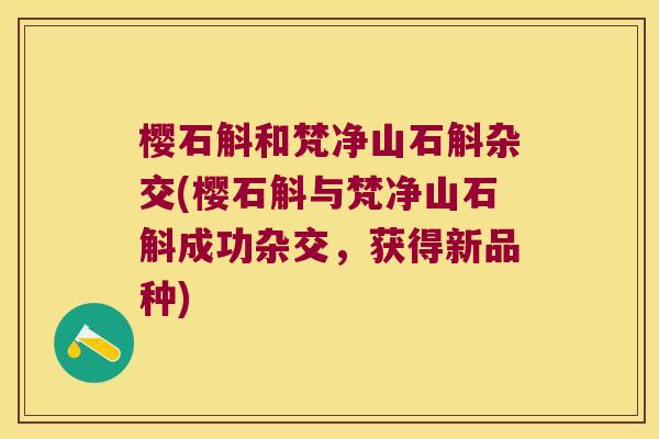 樱石斛和梵净山石斛杂交(樱石斛与梵净山石斛成功杂交，获得新品种)