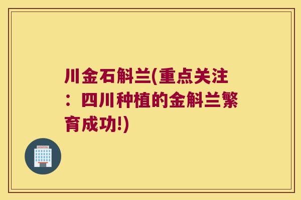 川金石斛兰(重点关注:四川种植的金斛兰繁育成功!) 川金石斛兰(重点关注:四川种植的金斛兰繁育成功!)