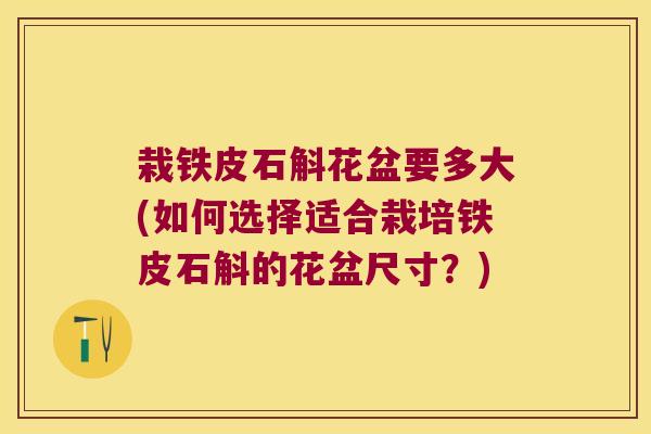 栽铁皮石斛花盆要多大(如何选择适合栽培铁皮石斛的花盆尺寸?) 栽铁皮石斛花盆要多大(如何选择适合栽培铁皮石斛的花盆尺寸?)