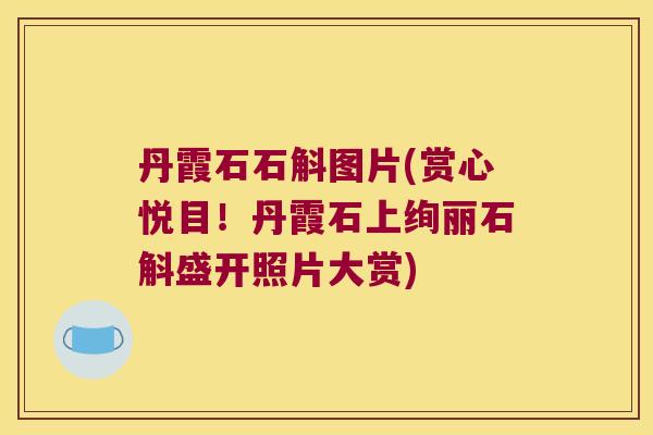 丹霞石石斛图片(赏心悦目！丹霞石上绚丽石斛盛开照片大赏)