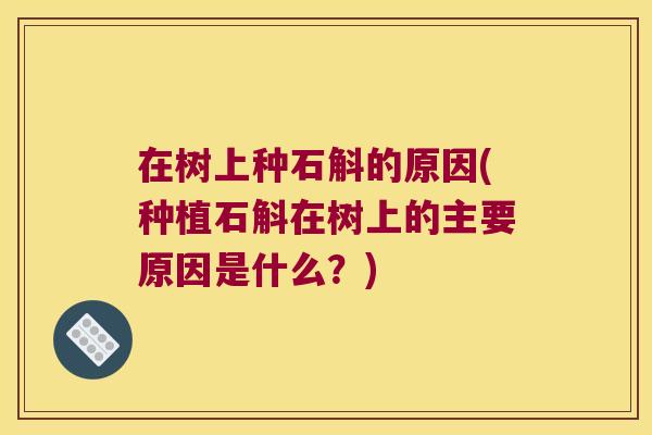 在树上种石斛的原因(种植石斛在树上的主要原因是什么?) 在树上种石斛的原因(种植石斛在树上的主要原因是什么?)