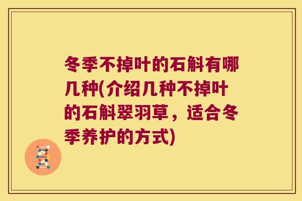 冬季不掉叶的石斛有哪几种(介绍几种不掉叶的石斛翠羽草，适合冬季养护的方式)